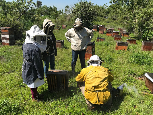 La importancia de las abejas para los cultivos locales en Mexico