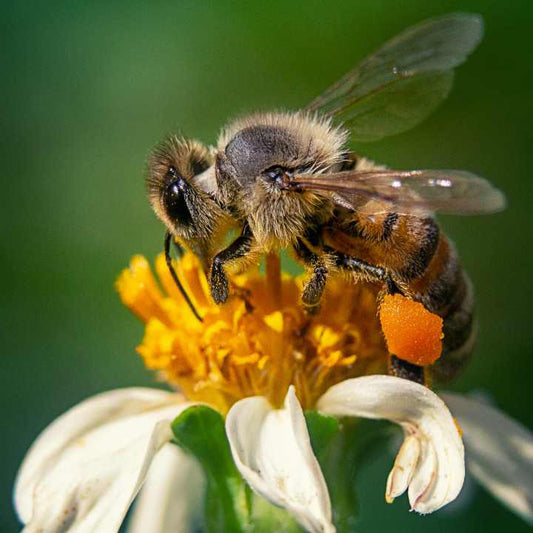 abeja sobre una flor