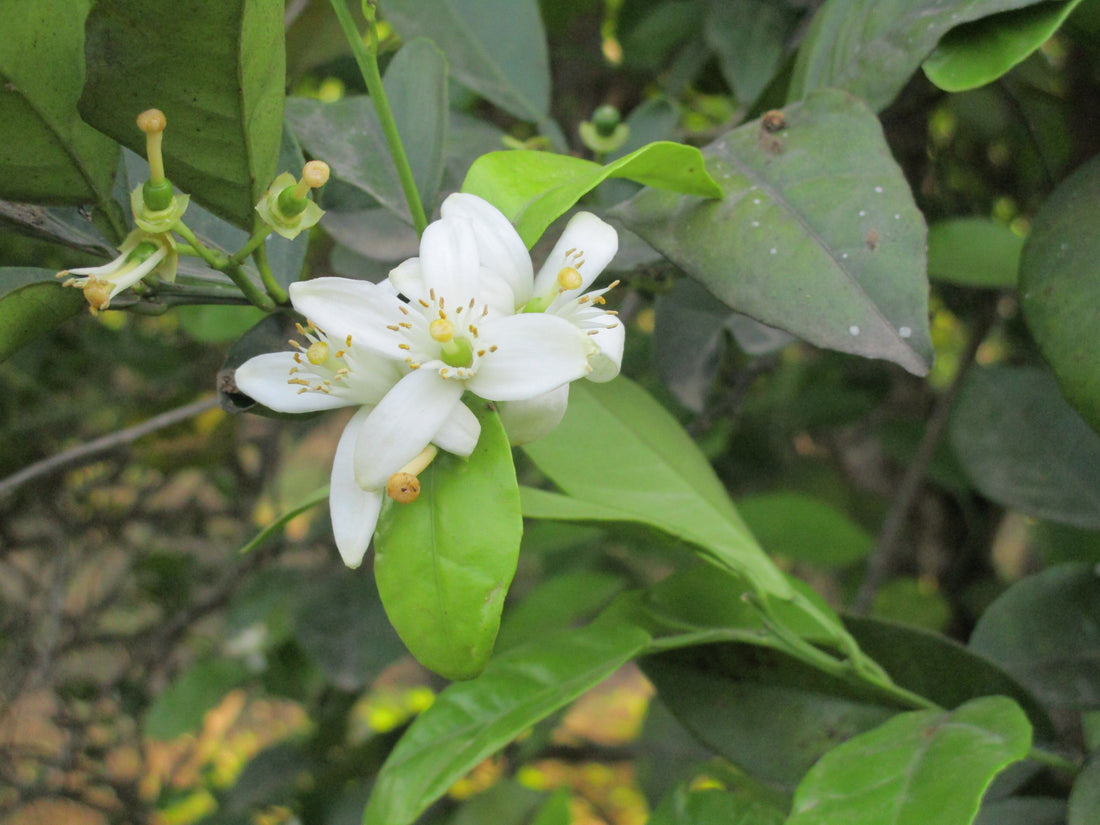 La Miel de Naranjo Silvestre, Orgullo Nacional.